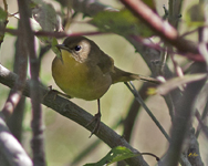 Common Yellow throat